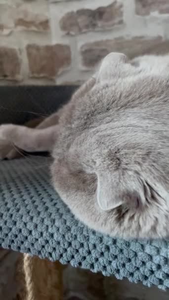 Γάτα Γατούλα Γάτες Μυτερή Φίμωτρο Αφράτη Βρετανίδα Βρετανίδα Γάτα Σκωτσέζικη — Αρχείο Βίντεο