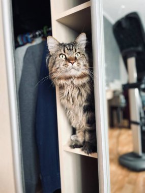 Maine Rakun, Kedi, Kedi, Kedi, Kedi, Evcil hayvan, Oda, Dolap, İç mekan, Daire, Kürk, Bak, Hayvan, Hayat, Burun, Kulak, Pençe, Büyük Kedi