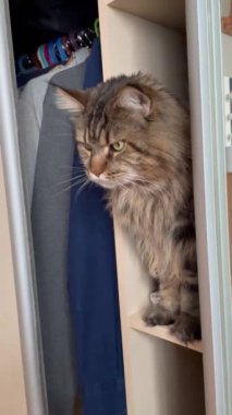 Mainecoon, ağabey, büyük kedi, kediler, evcil hayvanlar, hayvanlar. 