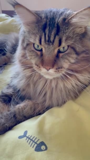 Maine Coon Kot Duży Kot Zwierzę Łóżko Pokój Patrzeć Futro — Wideo stockowe