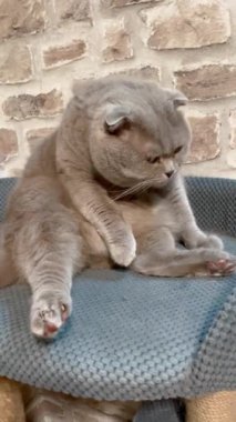 Kedi, kedi, kedi, sivri, ağızlık, tüylü, İngiliz, İngiliz kedisi, İskoç, evcil hayvan