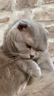 Kedi, kedi, kedi, sivri, ağızlık, tüylü, İngiliz, İngiliz kedisi, İskoç, evcil hayvan