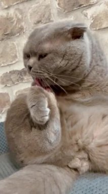 Kedi, kedi, kedi, sivri, ağızlık, tüylü, İngiliz, İngiliz kedisi, İskoç, evcil hayvan