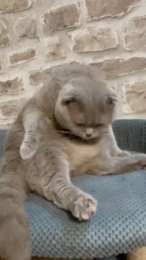 Kedi, kedi, kedi, sivri, ağızlık, tüylü, İngiliz, İngiliz kedisi, İskoç, evcil hayvan