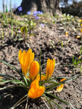 Çiçekler, timsahlar, sarı, güneş, güneşli, ılık, bahar, doğa, yürüyüş, Mart, Nisan, güzel, hayat, dünya, huzur.