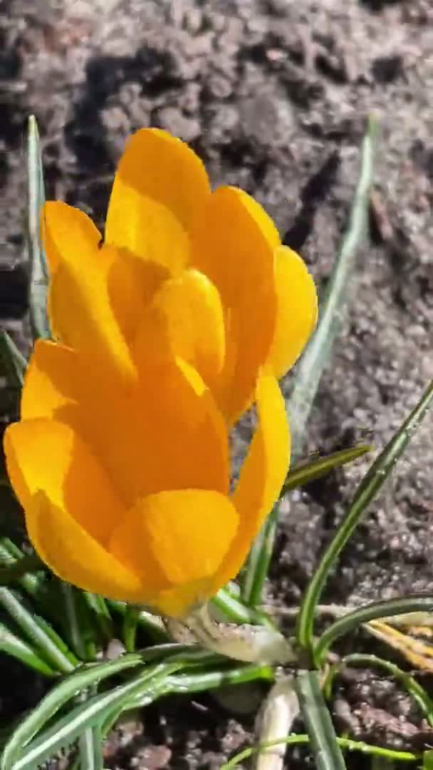 Flowers Crocus Yellow Sun Sunny Warm Spring Nature Walk March — стоковое видео
