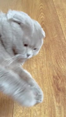 Kedi, kedi, kedi, açık sözlü, ağızlık, kürklü, İngiliz, İngiliz kedisi, İskoç, evcil hayvan, dinlenme