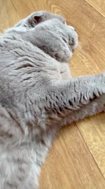 Kedi, kedi, kedi, açık sözlü, ağızlık, kürklü, İngiliz, İngiliz kedisi, İskoç, evcil hayvan, dinlenme