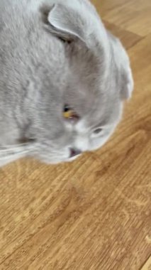 Kedi, kedi, kedi, açık sözlü, ağızlık, kürklü, İngiliz, İngiliz kedisi, İskoç, evcil hayvan, dinlenme