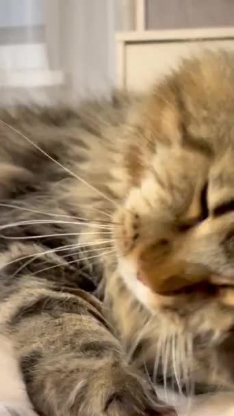 Maine Coon Gato Gato Grande Animal Cama Quarto Olhar Pele — Vídeo de Stock