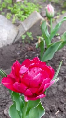 Lale, lale, doğa, çiçekler, bahar, pembe, kırmızı, Nisan, Ukrayna