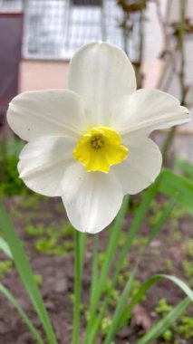 Narcissus, nergis, çiçek, çiçek, doğa, bahar, beyaz, sarı