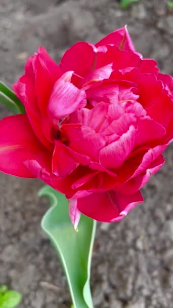Tulipa Tulipas Natureza Flores Primavera Rosa Vermelho Abril Ucrânia — Vídeo de Stock