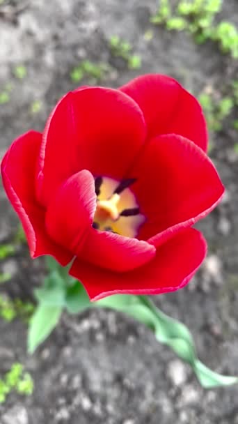 Tulipes Tulipes Nature Fleurs Printemps Rose Rouge Avril Ukraine — Video