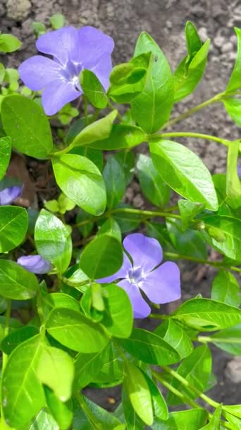 Periwinkle Flores Naturaleza Primavera Verde Púrpura Hermoso Frescura Aire — Vídeos de Stock