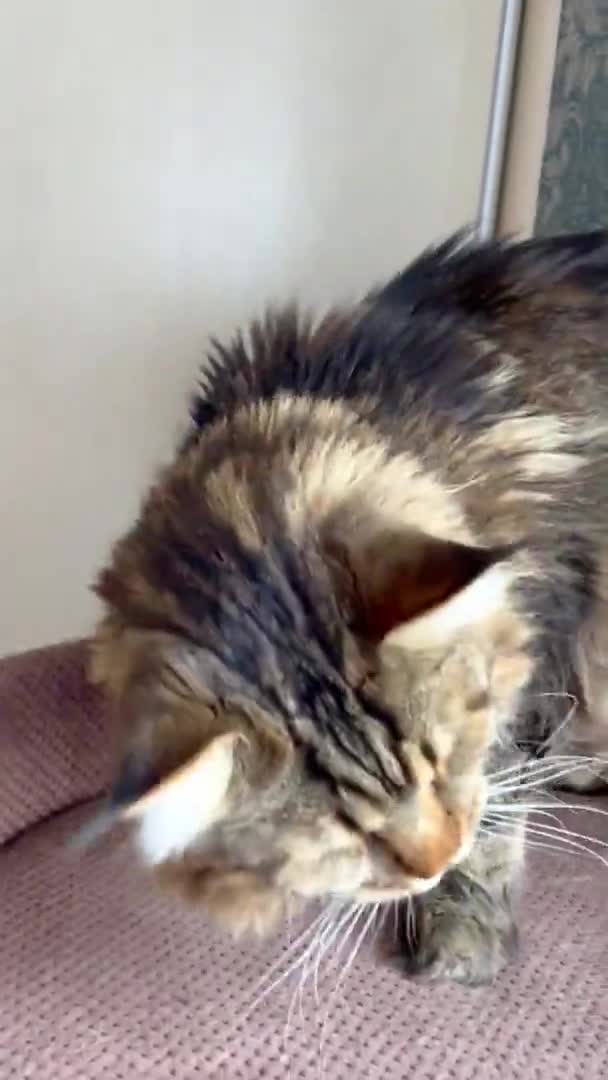 Maine Coon Mainecoon Gato Gato Grande Animal Cama Quarto Olha — Vídeo de Stock