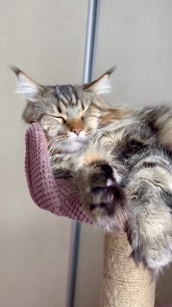 Maine Coon Mainecoon 고양이 고양이 — 비디오