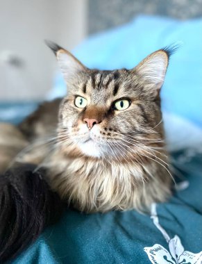 Maine Rakunu, Kedi, Büyük Kedi, Hayvan, Yatak, Oda, Oda, Bak, Kürk, Yüz, Kulak, Pençe, Arkadaş, Arkadaş, Tüylü, Ev, Dinlenme