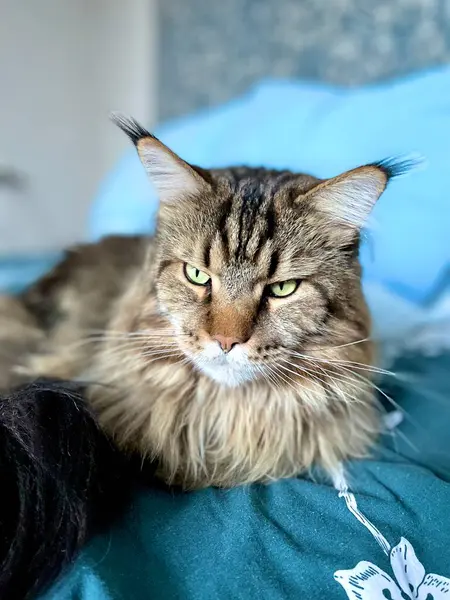 Maine Coon, cat, big cat, animal, bed, room, look, fur, face, ears, paws, friend, friend, furry, pet, home, rest