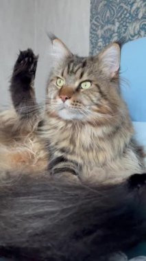 Maine Rakunu, Kedi, Büyük Kedi, Hayvan, Yatak, Oda, Oda, Bak, Kürk, Yüz, Kulak, Pençe, Arkadaş, Arkadaş, Tüylü, Ev, Dinlenme