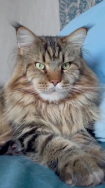 Maine Rakunu, Kedi, Büyük Kedi, Hayvan, Yatak, Oda, Oda, Bak, Kürk, Yüz, Kulak, Pençe, Arkadaş, Arkadaş, Tüylü, Ev, Dinlenme