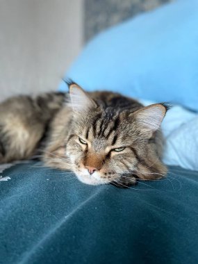 Maine Rakunu, Kedi, Büyük Kedi, Hayvan, Yatak, Oda, Oda, Bak, Kürk, Yüz, Kulak, Pençe, Arkadaş, Arkadaş, Tüylü, Ev, Dinlenme