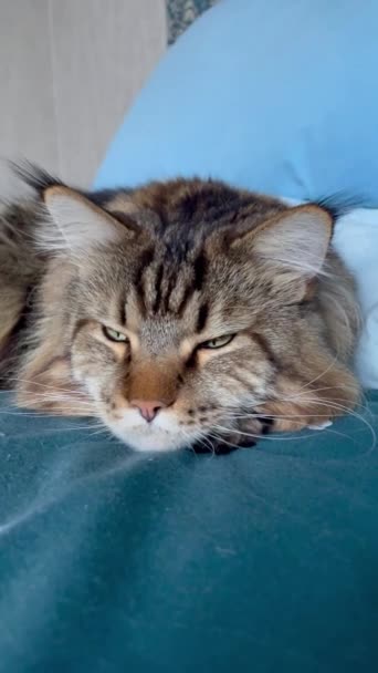 Maine Rakunu Kedi Büyük Kedi Hayvan Yatak Oda Oda Bak — Stok video