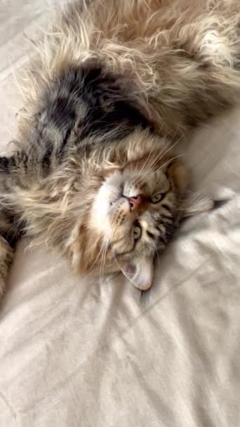 Maine Coon Kot Duży Kot Zwierzę Łóżko Pokój Patrzeć Futro — Wideo stockowe