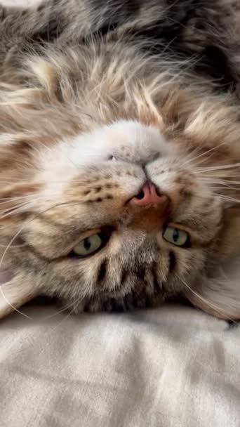 Мейн Кун Кіт Великий Кіт Тварина Ліжко Кімната Погляд Хутро — стокове відео