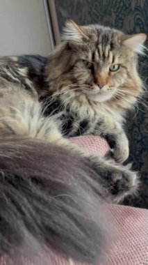 Maine Rakunu, Kedi, Büyük Kedi, Hayvan, Yatak, Oda, Bakış, Kürk, Yüz, Kulaklar, Pençeler, Arkadaş, Arkadaş, Tüylü, Hayvan, Ev, Dinlenme, Yakışıklı, Güzel