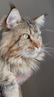 Maine Rakunu, Kedi, Büyük Kedi, Hayvan, Yatak, Oda, Bakış, Kürk, Yüz, Kulaklar, Pençeler, Arkadaş, Arkadaş, Tüylü, Hayvan, Ev, Dinlenme, Yakışıklı, Güzel