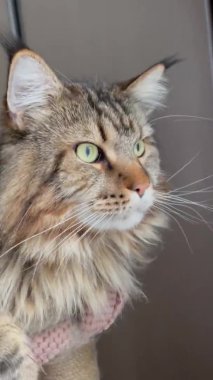 Maine Rakunu, Kedi, Büyük Kedi, Hayvan, Yatak, Oda, Bakış, Kürk, Yüz, Kulaklar, Pençeler, Arkadaş, Arkadaş, Tüylü, Hayvan, Ev, Dinlenme, Yakışıklı, Güzel
