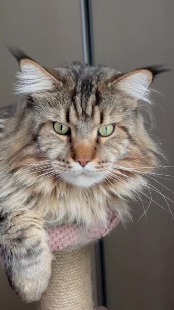 Maine Coon 고양이 고양이 푹신한 잘생긴 아름다운 — 비디오