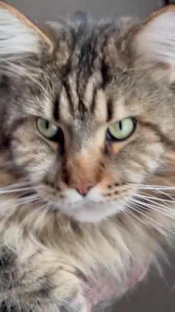Maine Coon Gato Gran Gato Animal Cama Habitación Mira Piel — Vídeos de Stock