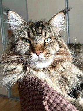 Maine Rakunu, Ana Rakun, Kedi, Büyük Kedi, Hayvan, Yatak, Oda, Bak, Kürk, Yüz, Kulak, Pençe, Arkadaş, Arkadaş, Yumuşak, Ev Sahibi, Yakışıklı, Yakışıklı, Yakışıklı, Arkadaş