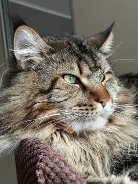 Maine Rakunu, Ana Rakun, Kedi, Büyük Kedi, Hayvan, Yatak, Oda, Bak, Kürk, Yüz, Kulak, Pençe, Arkadaş, Arkadaş, Yumuşak, Ev Sahibi, Yakışıklı, Yakışıklı, Yakışıklı, Arkadaş