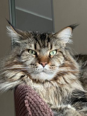 Maine Rakunu, Ana Rakun, Kedi, Büyük Kedi, Hayvan, Yatak, Oda, Bak, Kürk, Yüz, Kulak, Pençe, Arkadaş, Arkadaş, Yumuşak, Ev Sahibi, Yakışıklı, Yakışıklı, Yakışıklı, Arkadaş