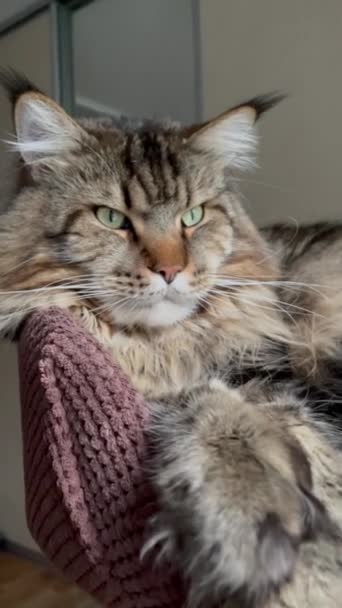Maine Coon Mainecoon 고양이 고양이 푹신한 잘생긴 잘생긴 친절한 — 비디오