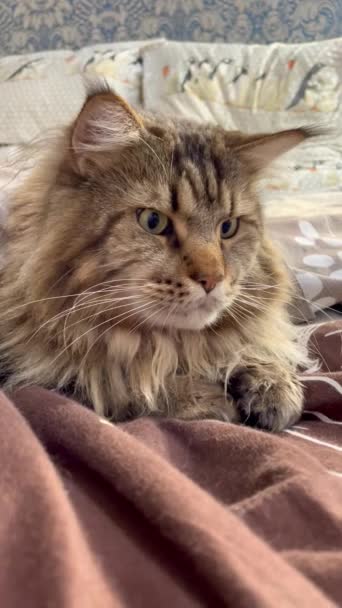 Maine Rakunu Kedi Büyük Kedi Hayvan Yatak Oda Bakış Kürk — Stok video