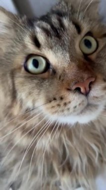 Maine Rakunu, Kedi, Büyük Kedi, Hayvan, Yatak, Oda, Bakış, Kürk, Yüz, Kulaklar, Pençeler, Arkadaş, Arkadaş, Tüylü, Hayvan, Ev, Yakışıklı, Yakışıklı, Arkadaş, Gururlu, Kral