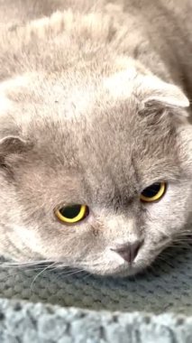 Kedi, kedi, kedi, açık sözlü, ağızlık, kürklü, İngiliz, İngiliz kedisi, İskoç, evcil hayvan, hayvan, arkadaş, dinlenme