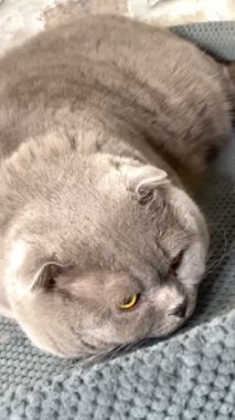 Kedi, kedi, kedi, açık sözlü, ağızlık, kürklü, İngiliz, İngiliz kedisi, İskoç, evcil hayvan, hayvan, arkadaş, dinlenme