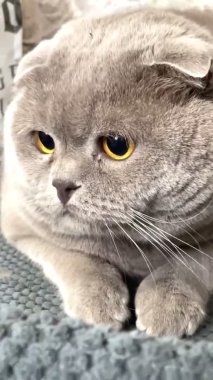 Kedi, kedi, kedi, açık sözlü, ağızlık, kürklü, İngiliz, İngiliz kedisi, İskoç, evcil hayvan, hayvan, arkadaş, dinlenme