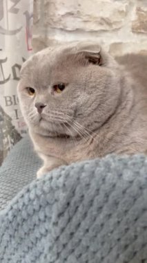 Kedi, kedi, kedi, açık sözlü, ağızlık, kürklü, İngiliz, İngiliz kedisi, İskoç, evcil hayvan, hayvan, arkadaş, dinlenme