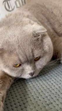 Kedi, kedi, kedi, açık sözlü, ağızlık, kürklü, İngiliz, İngiliz kedisi, İskoç, evcil hayvan, hayvan, arkadaş, dinlenme