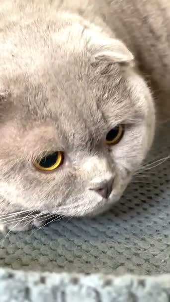 Γάτα Γατούλα Γάτες Αρθρώσει Φίμωτρο Γούνινο Βρετανίδα Βρετανίδα Γάτα Σκωτίας — Αρχείο Βίντεο