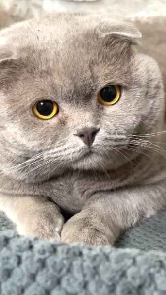 Katze Miezekatze Katze Artikulieren Maulkorb Pelzig Brite Britische Katze Schotte — Stockvideo