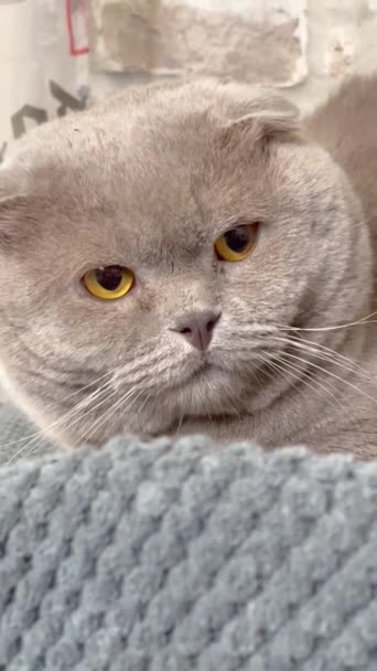 Katt Kissen Katt Artikulera Mynning Päls Brittisk Brittisk Katt Skotsk — Stockvideo