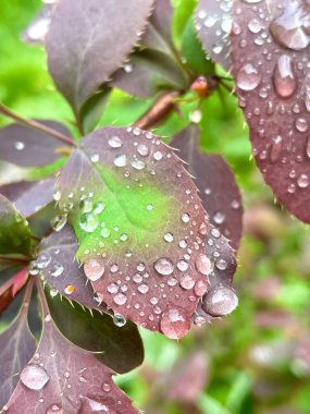 Damlalar, ıslak, yağmur, yapraklar, doğa, çalı, dallar, bahar, doğa, güzel, hayat, ilham, Ukrayna, Ukrayna, yürüyüş