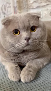 Kedi, kedi, kedi, açık sözlü, ağızlık, kürklü, İngiliz, İngiliz kedisi, İskoç, evcil hayvan, hayvan, arkadaş, dinlenme